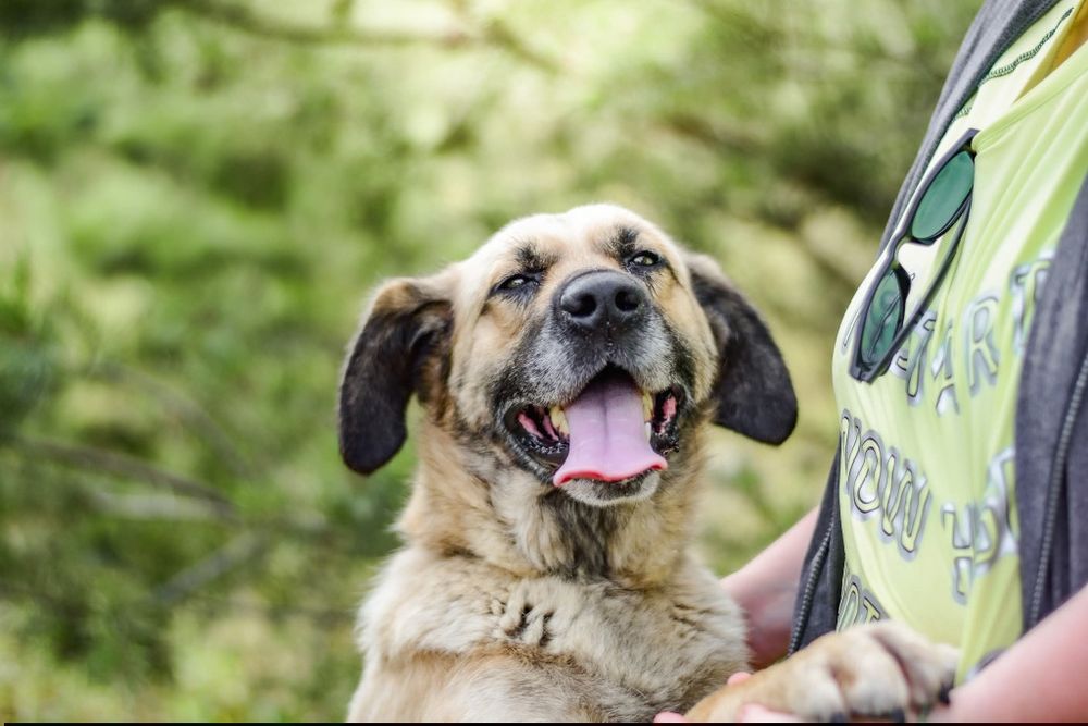 Odynek poleca się do adopcji
