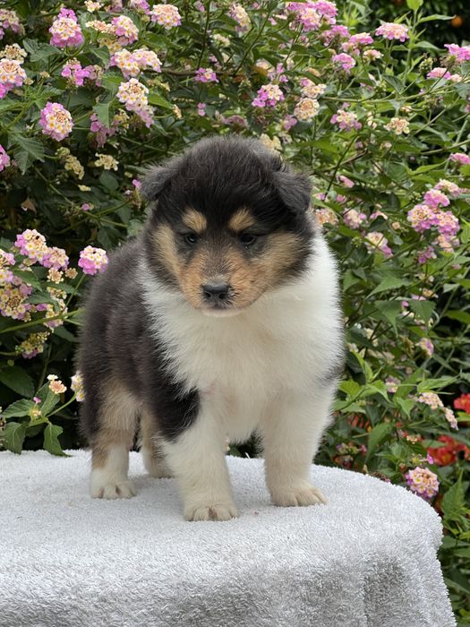 Maravilhosa Lassie - Rough collie’s
