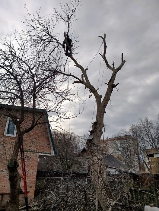 Спил деревьев, обрезка веток,, арбористика,,спилим дерево любое