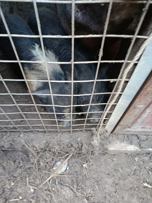 Vendo porcos vietnamitas