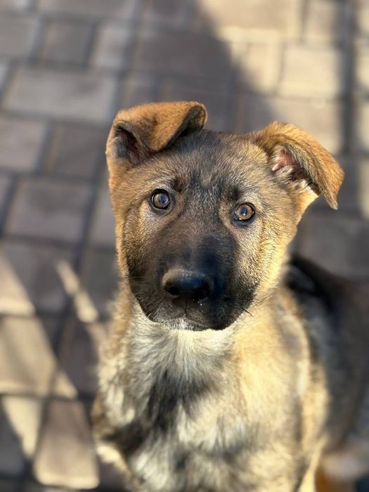 Щеня німецької вівчарки