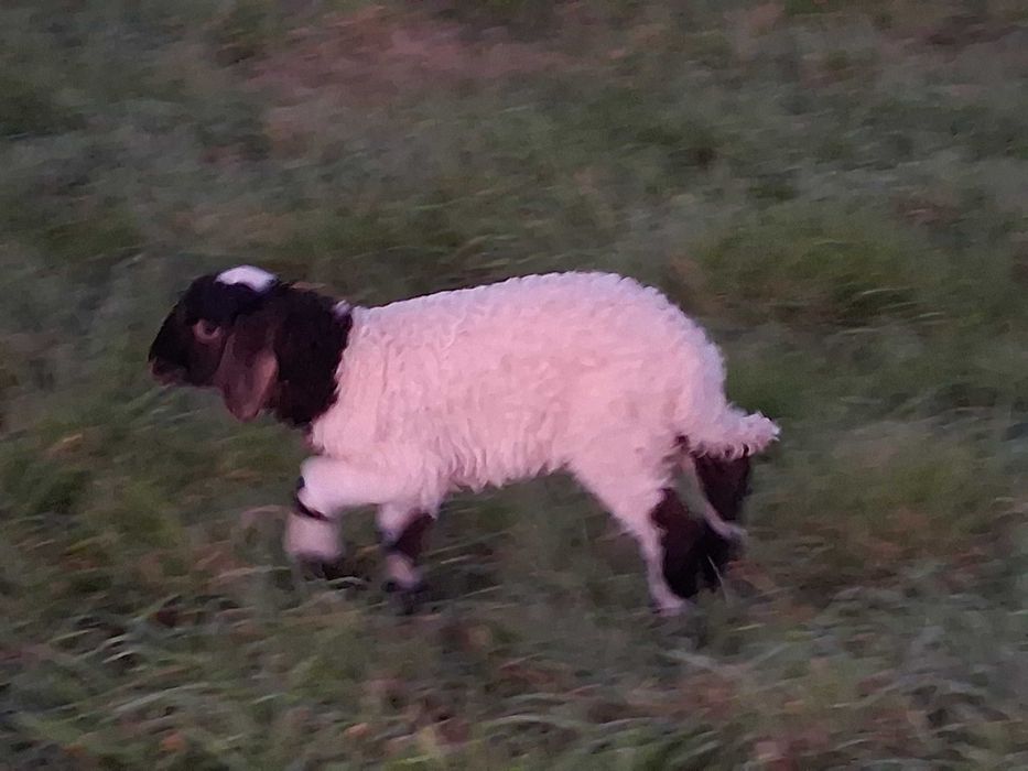 Carneiro Awassi assaf cor excepcional