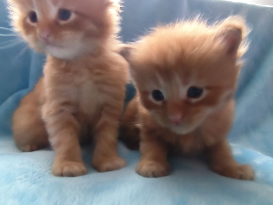 Sprzedam Maine coon