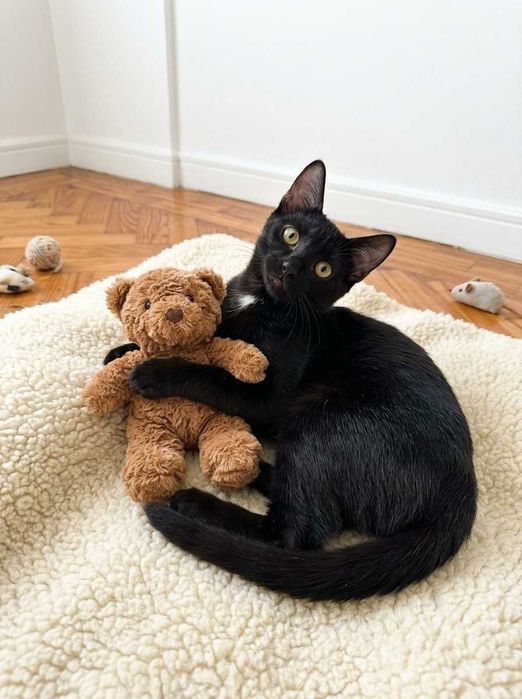 Setúbal / Margem Sul / Lisboa — VALTOR, gatinho para adoção