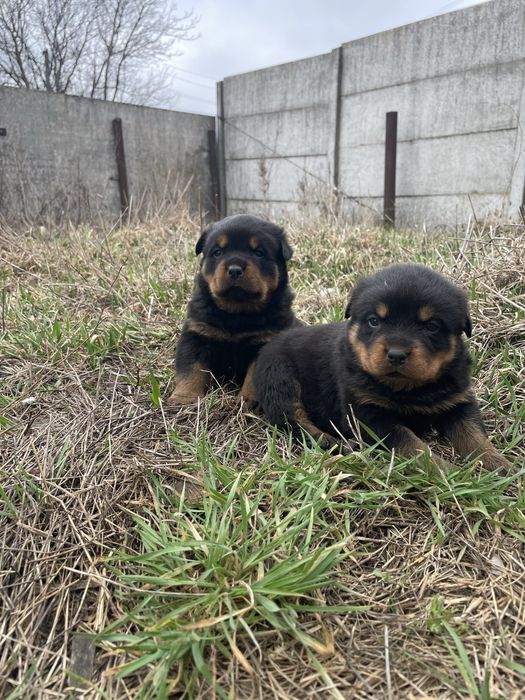 Дівчинка Ротвейлер