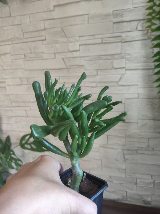 Crassula hobbit don. 6 cm.