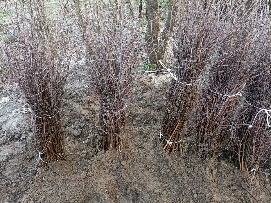 Sadzonki brzozy, sosny