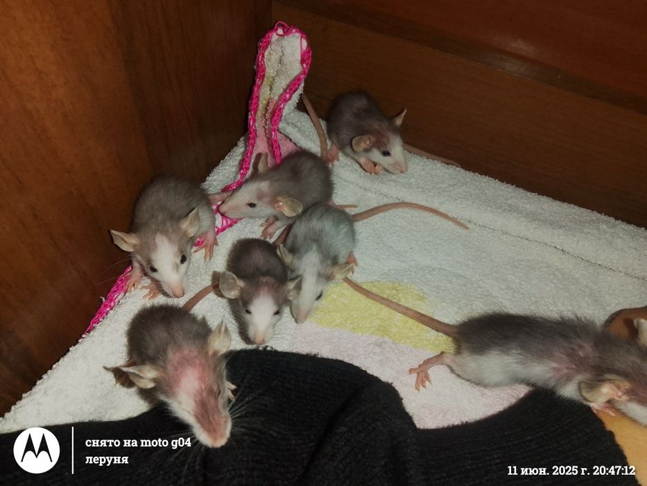 Продам крисенят, 50 гривень одне