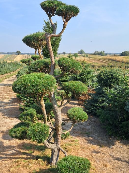 Bonsai, szczepy i choinki