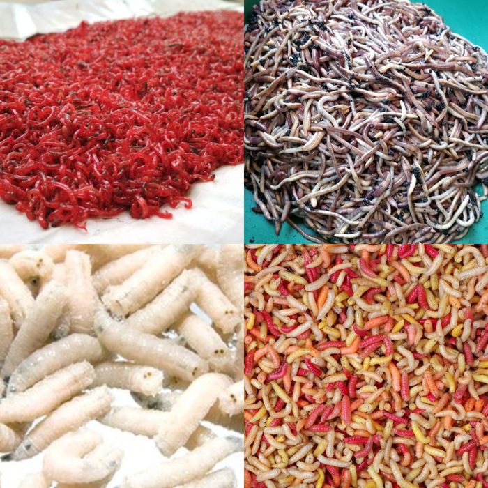 Мотиль опариш червь  дендробена) тільки опт