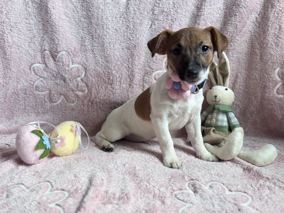 Jack Russell Terrier - SUNIA gotowa do odbioru