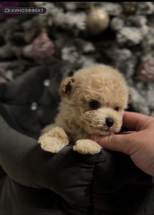 Екстра Мікро ексклюзивний хлопчик Мальтипу Ф1 карамель