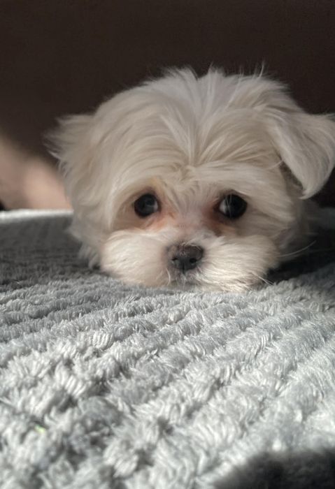 Sprzedam śliczne mini Maltańczyki