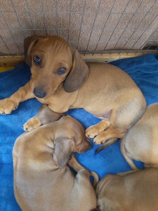 Гладкошерстні руді таксенята.