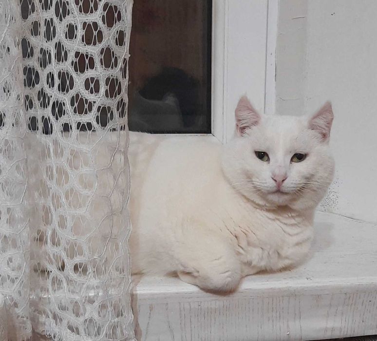 Кішка American curl