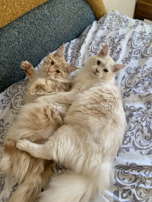 Кошеня мейн-кун недорого