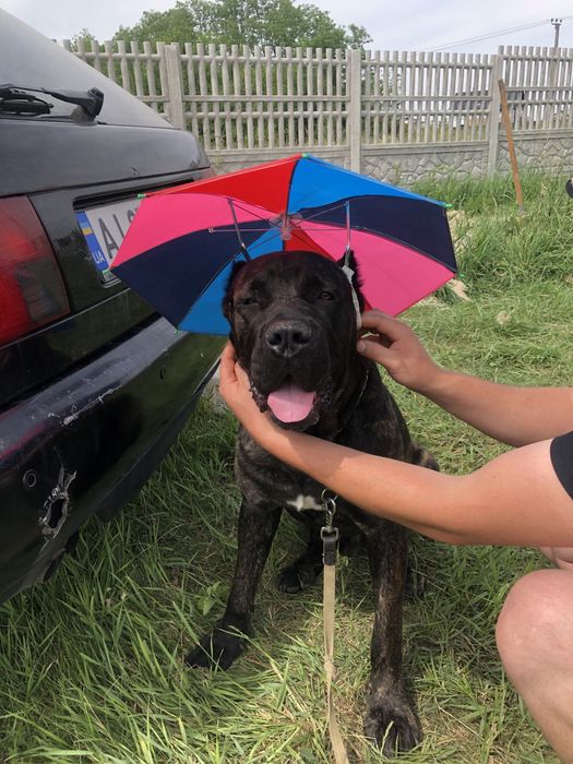 Гарнющій кабель КанеКорсо  шукає пару