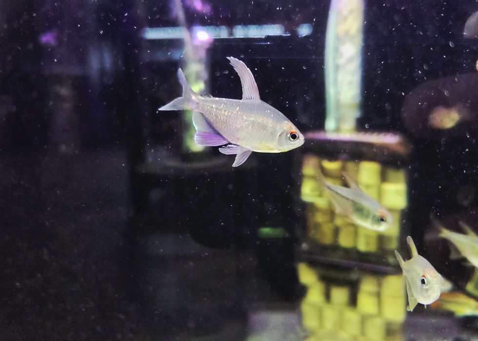 Błyszczyk brylantowy (tetra diamentowa)