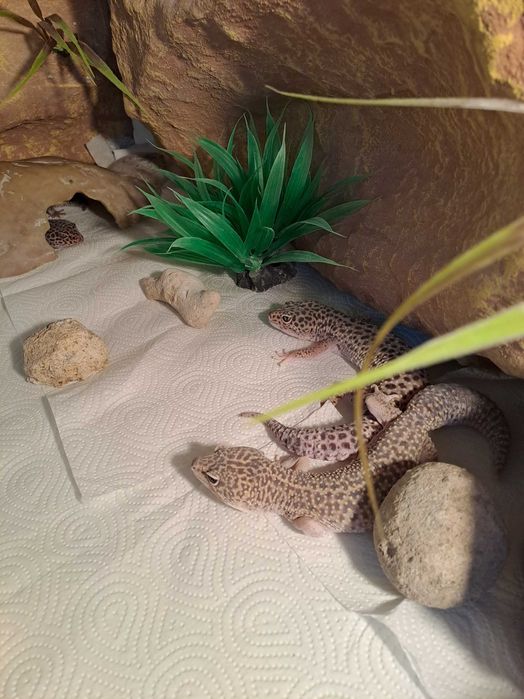 Terarium z gekonami