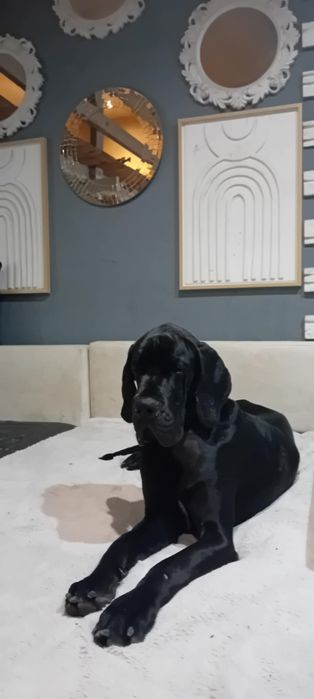 Dog niemiecki suczka
