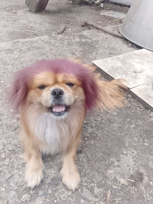 Продам собаку пікінеса сучку