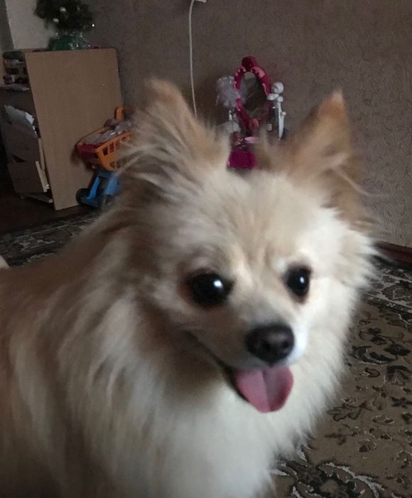 Продам девочку Шпица