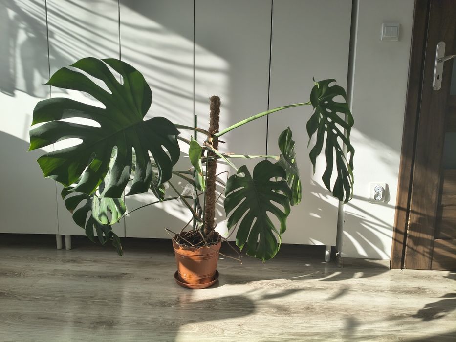 Monstera deliciosa duża