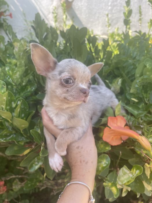 Chihuahua  femea   excelente merle chocolate