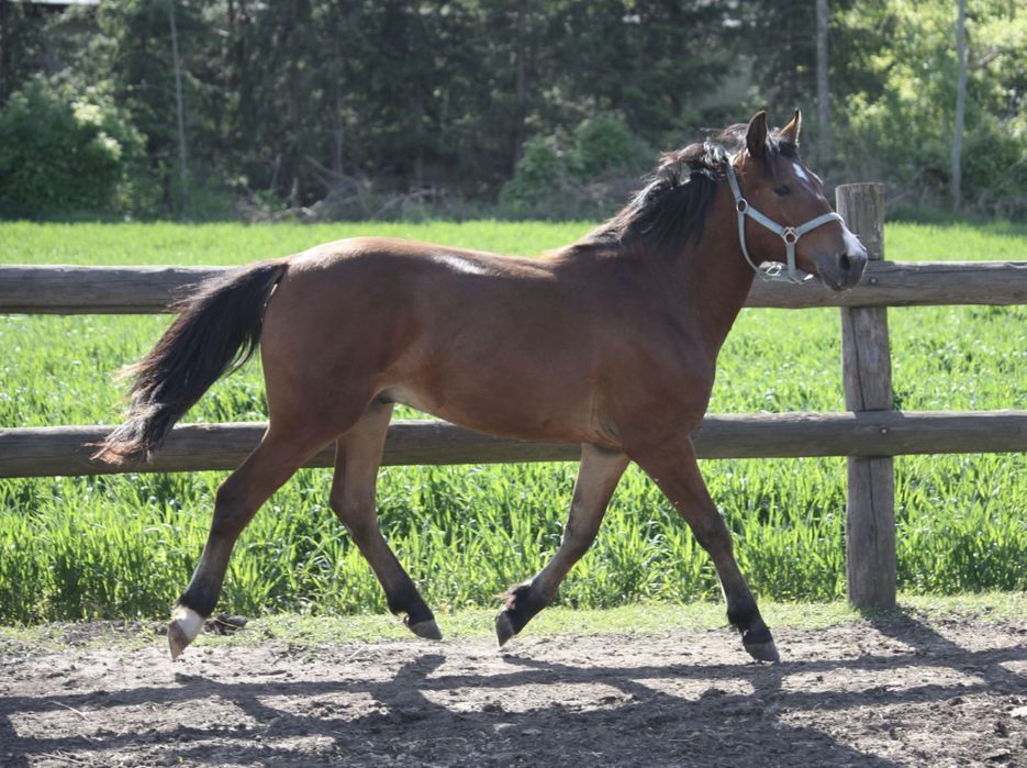 2 letni przyszłościowy wałach