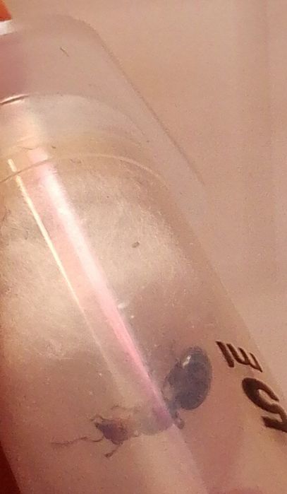 Crematogaster scutellaris возможен обмен