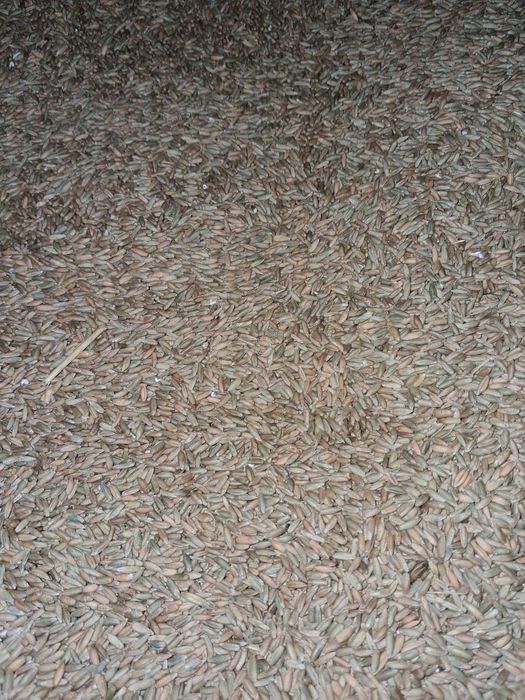 Sprzedam zboże żyto owies