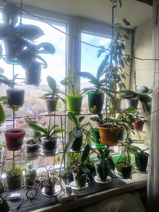 Орхидеи. Фаленопсиса.