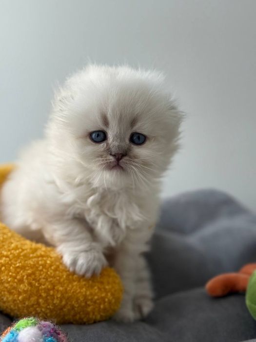 Котята шотландские поинт Scottish 
Scottish fold