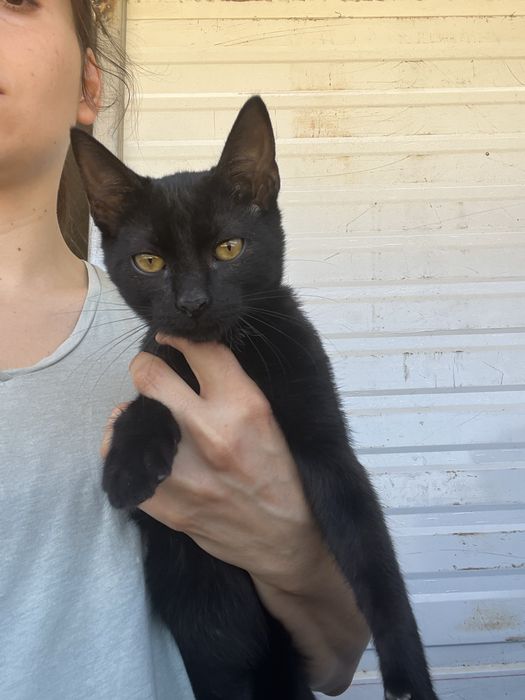 Mogli- Gatinho bebé para Adoção