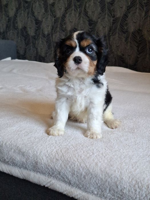 Cavalier King Charles Spaniel piesek