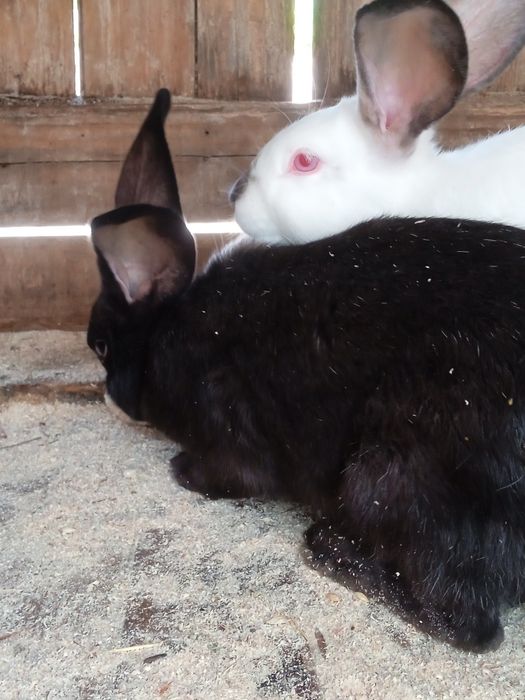 Продам кролей на развод/на м'ясо.