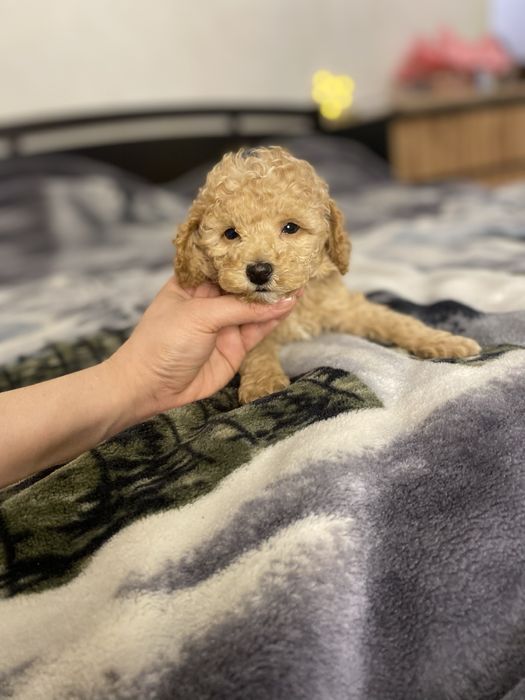 Плюшевый мальчик мальтипу — маленький антистресс