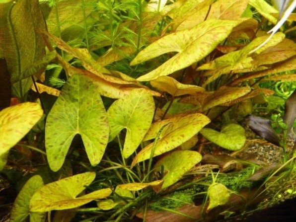 Набір рослин новачкам водоросли