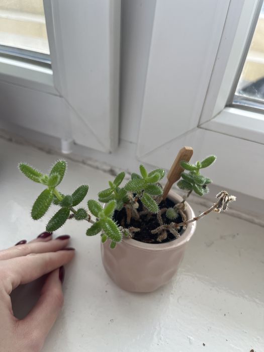 Rezerwacja Delosperma echinatum roślina ogórkowa