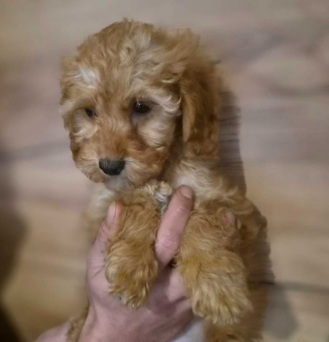 Labradoodle Sunia