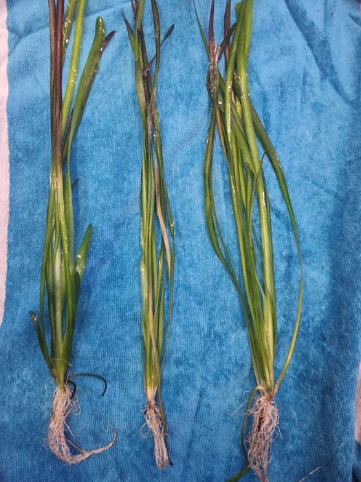 Nurzaniec Vallisneria green