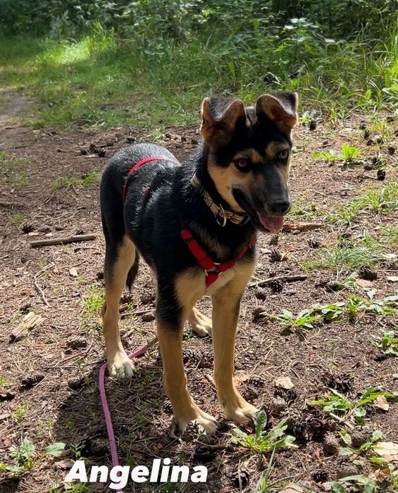 Andżelina - urocza roczna sunia