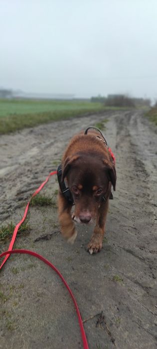 Dragon seniorek średniego wzrostu