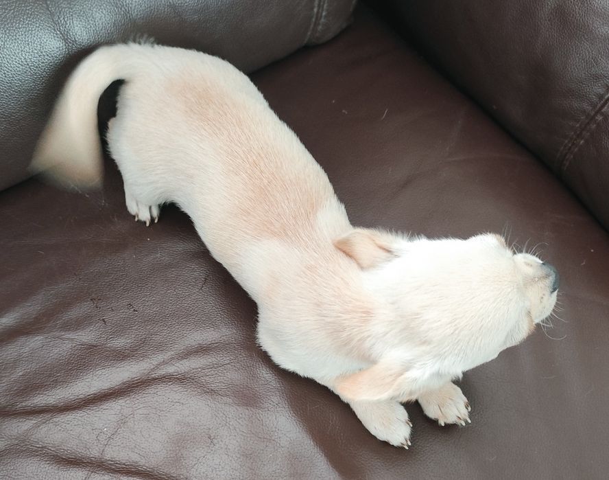 Chihuahua z rodowodem