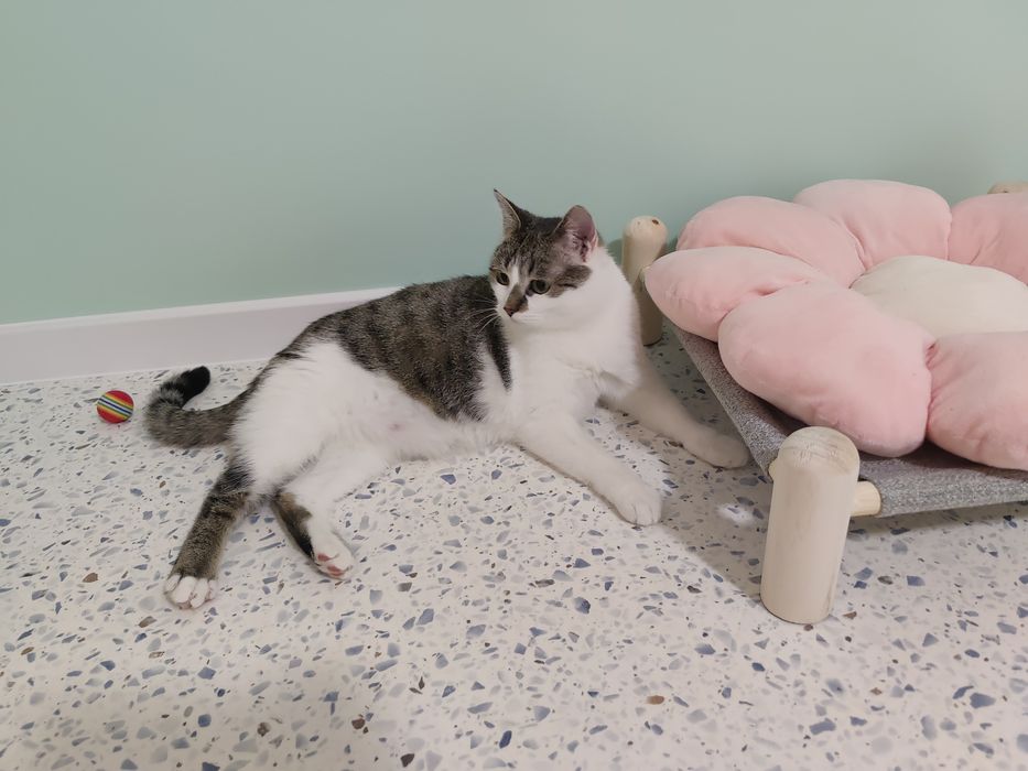 Kot do adopcji - CEDAR, 1.5 roku ,  FELV+