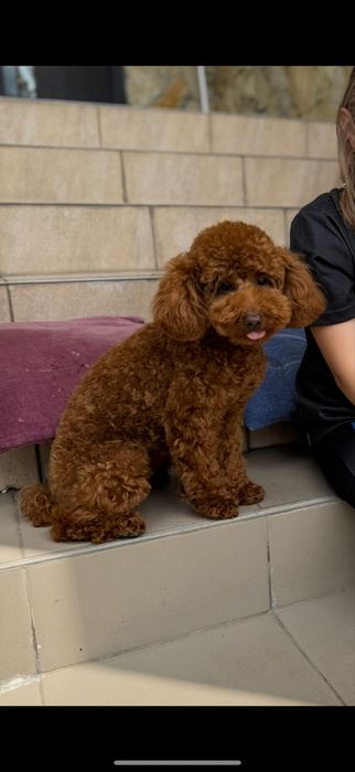 Красуня дівчинка пудель доставка