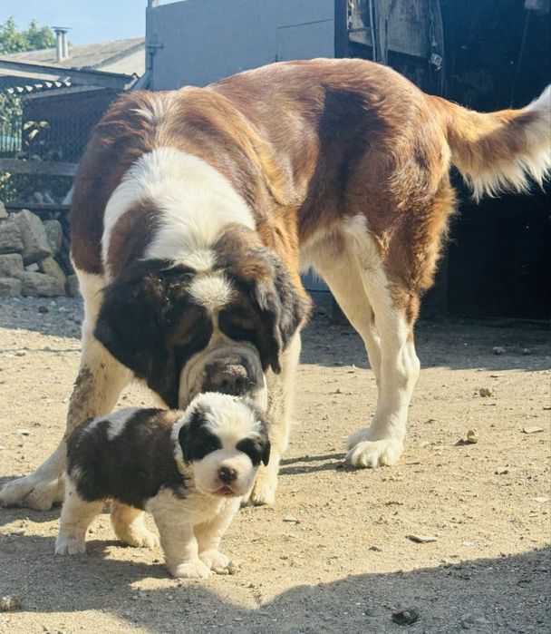 Сенбернар Одесса