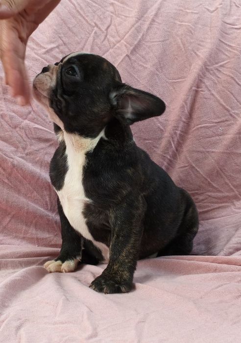 Bulldog francês fêmea