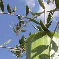 Agricultura Tubo microperfurado de 50cm para plantação de oliveiras