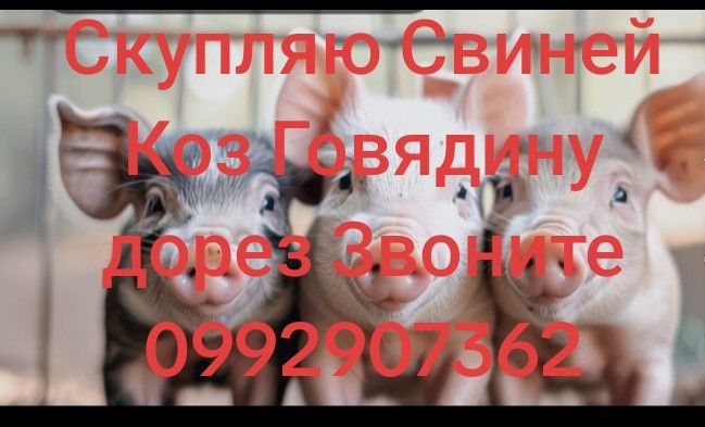 Свини Кози Говядина